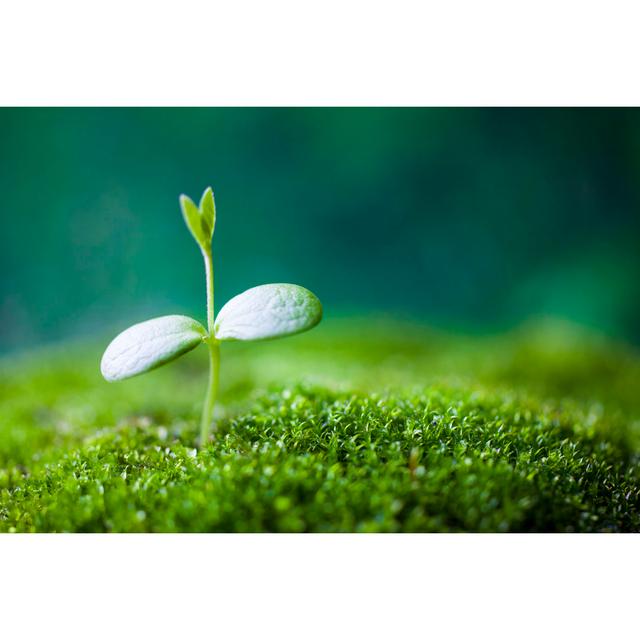 Sprout Growing by Oluolu3 - Wrapped Canvas Print Ebern Designs Size: 61cm H x 91cm W x 3.8cm D on Productcaster.