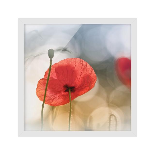 Poppies in the Morning - Picture Frame Photograph Ebern Designs Frame Option: White Framed, Size: 70cm H x 70cm W x 2cm D on Productcaster.