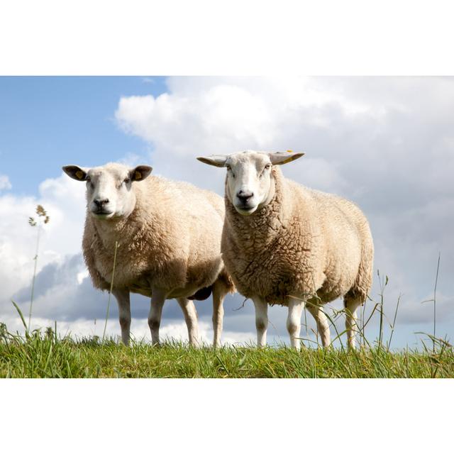 Rosston Two Sheep - Wrapped Canvas Print Brambly Cottage Size: 61cm H x 91cm W x 3.8cm D on Productcaster.