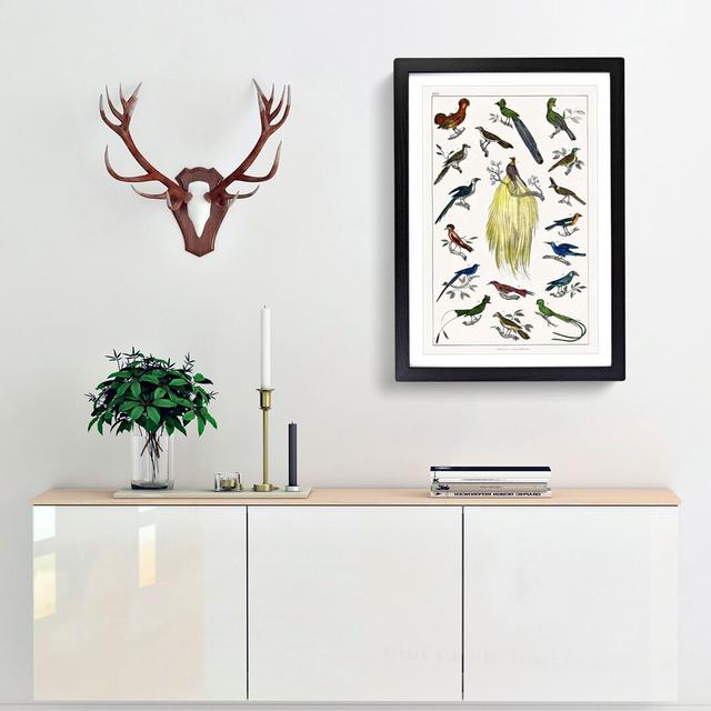 Assortment of Birds XXII by Oliver Goldsmith - Picture Frame Painting on Paper East Urban Home Format: Black, Size: 63cm H x 45cm W x 2cm D on Productcaster.