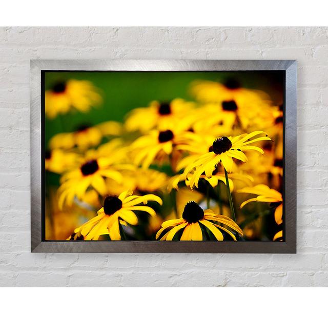 Daisy Pom Poms - Single Picture Frame Art Prints Bright Star Size: 42.1cm H x 59.7cm W x 3.4cm D, Colour: Green on Productcaster.