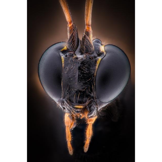 Brydon Black Wasp Head by ConstantinCornel - Print 17 Stories Size: 122cm H x 81cm W x 3.8cm D on Productcaster.