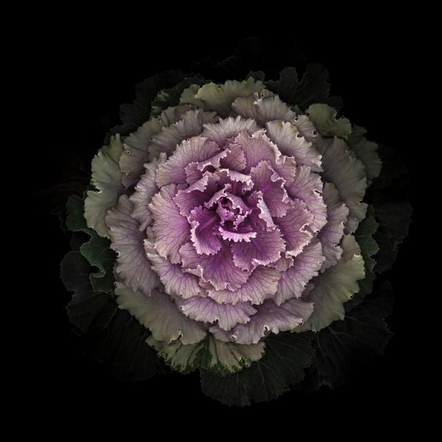 Ornamental Kale Cabbage by OGphoto - Print 17 Stories Size: 91cm H x 91cm W on Productcaster.