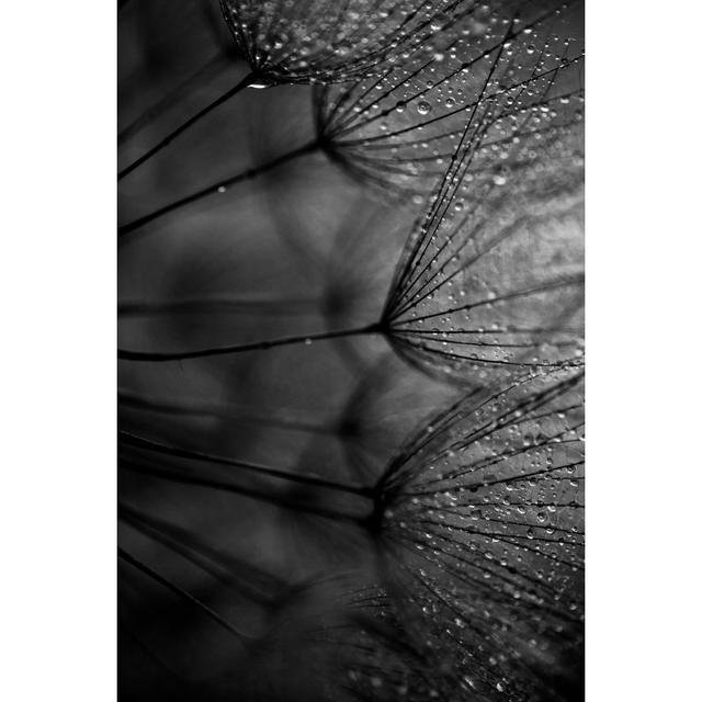 Dandelion Seed by Jasmina007 - Print 17 Stories Size: 30cm H x 20cm W on Productcaster.