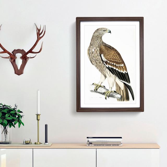 Female Golden Eagle by John Edward Gray - Picture Frame Painting Print East Urban Home Size: 65cm H x 48cm W x 2cm D, Frame Option: Walnut Framed on Productcaster.