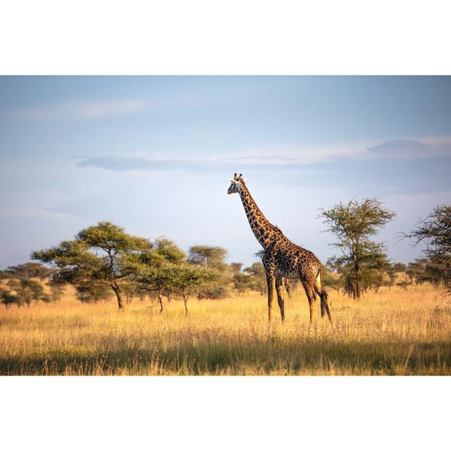 Giraffe In Serengeti National Park by Borchee - Wrapped Canvas Print 17 Stories Size: 20cm H x 30cm W on Productcaster.