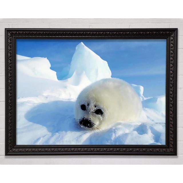 Seal Pup In The Snow Framed Print Bright Star Size: 59.7cm H x 84.1cm W on Productcaster.