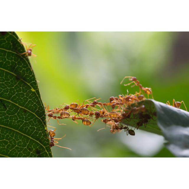 Ant Bridge Unity Team by Frank600 - Wrapped Canvas Photograph Ebern Designs Size: 20.32cm H x 30.48cm W on Productcaster.