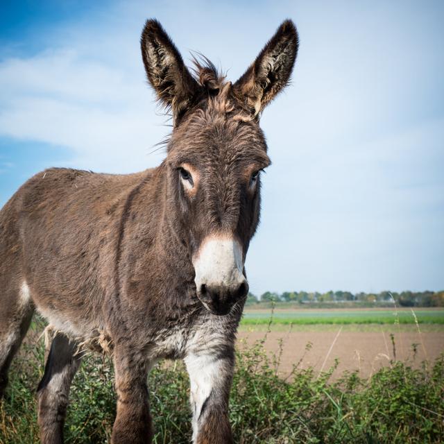 Donkey - Wrapped Canvas Photograph August Grove Size: 51cm H x 51cm W x 3.8cm D on Productcaster.