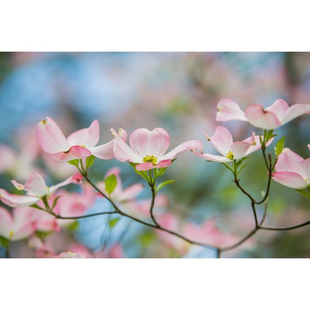 Pink Dogwoods in Bloom with Blue Sky by Amy Kerk - Wrapped Canvas Photograph Ebern Designs Size: 61cm H x 91cm W x 3.8cm D on Productcaster.