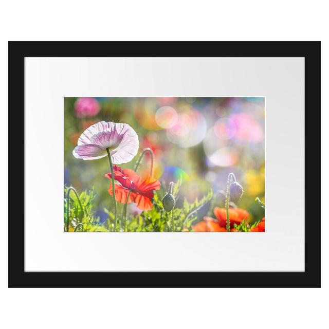 Gerahmtes Poster Kalifornischer Mohn im Frühling East Urban Home Größe: 30 cm H x 38 cm B on Productcaster.