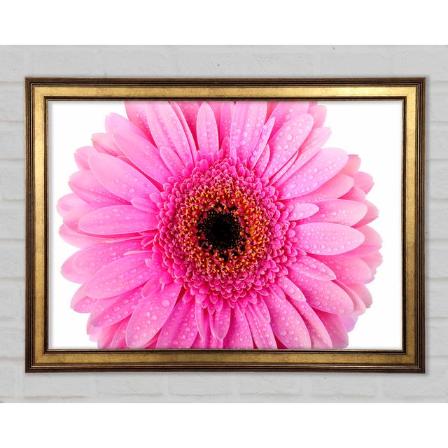 Baby Rosa Tautropfen Gerbera - Einzelner Bilderrahmen Kunstdrucke ModernMoments Größe: 42 cm H x 59,7 cm B x 1,5 cm T on Productcaster.