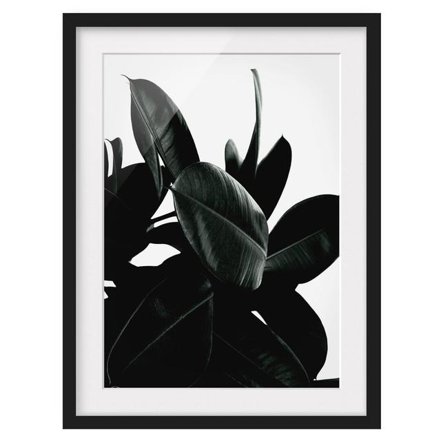 Rubber Tree Leaves Dark Green - Picture Frame Graphic Art Bay Isle Home Size: 55cm H x 40cm W x 2cm D, Frame Option: Black Framed on Productcaster.