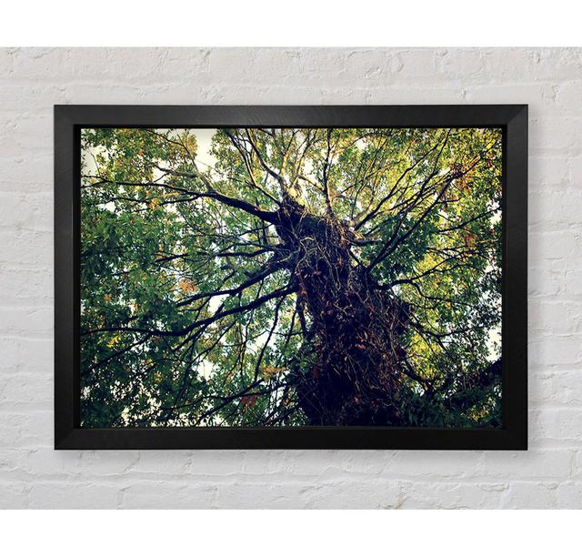 Ancient Forest Tree - Print Bright Star Size: 59.7cm H x 84.1cm W x 3.4cm D on Productcaster.