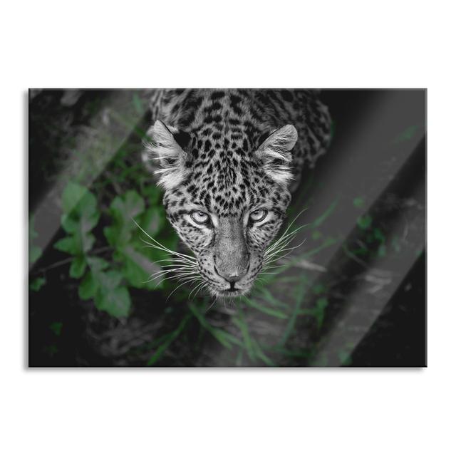 Dangerous Panther in the Forest from Above - Unframed Photograph on Glass 17 Stories Size: 70cm H x 100cm W x 0.4cm D on Productcaster.