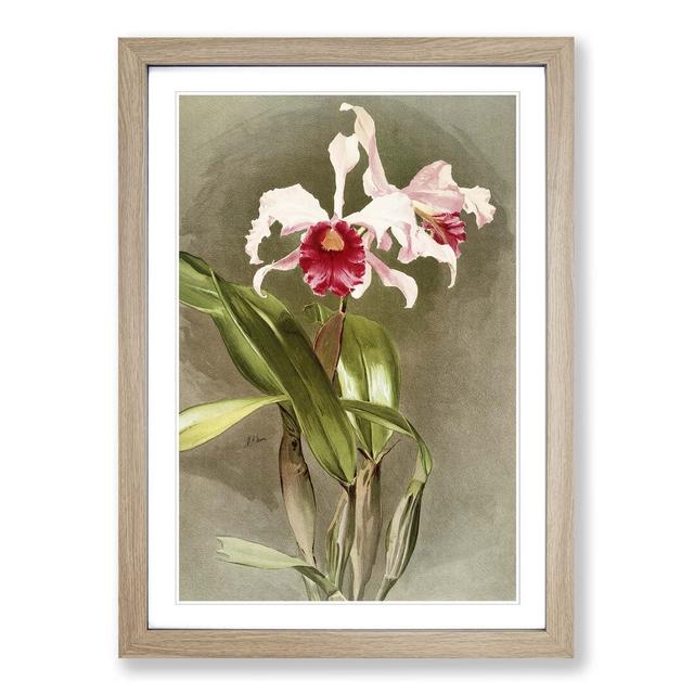 Magnolia Flowers Illustration Tab. 48 by Frederick Sander - Picture Frame Painting Print East Urban Home Frame Option: Oak, Size: 91cm H x 60cm W x 2c on Productcaster.