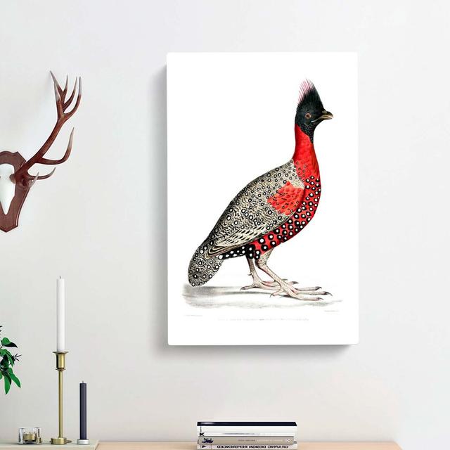 Black-Headed Pheasant by John Edward Gray - Wrapped Canvas Painting Print East Urban Home Size: 60cm H x 40cm W x 3cm D on Productcaster.