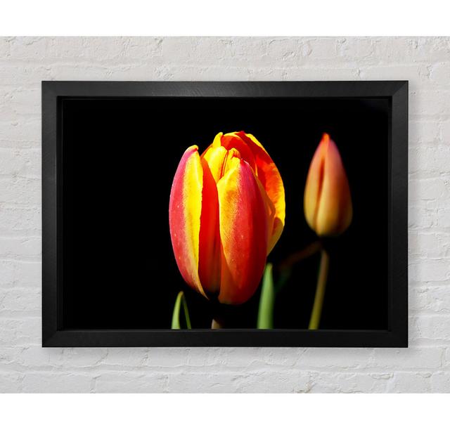 Tulpen in einem Lichtbad - Druck Bright Star Größe: 42 cm H x 59,7 cm B x 3,4 cm T on Productcaster.