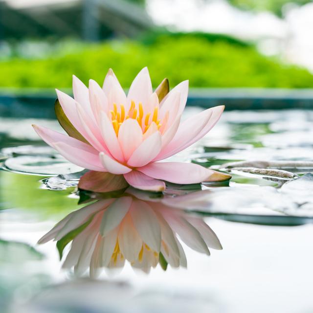 Beautiful Pink Lotus Flower in Pond by Stnazkul - Wrapped Canvas Photograph Ebern Designs Size: 76.2cm H x 76.2cm W on Productcaster.