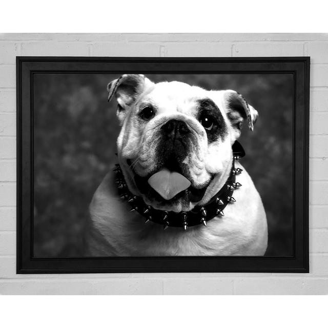 English Bulldog - Single Picture Frame Art Prints Ebern Designs Size: 21cm H x 29.7cm W x 1.5cm D, Format: Matte Black Framed Paper on Productcaster.