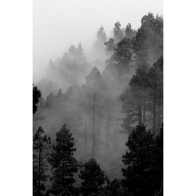 Trees in Fog - Wrapped Canvas Photograph Alpen Home Size: 46cm H x 30cm W on Productcaster.