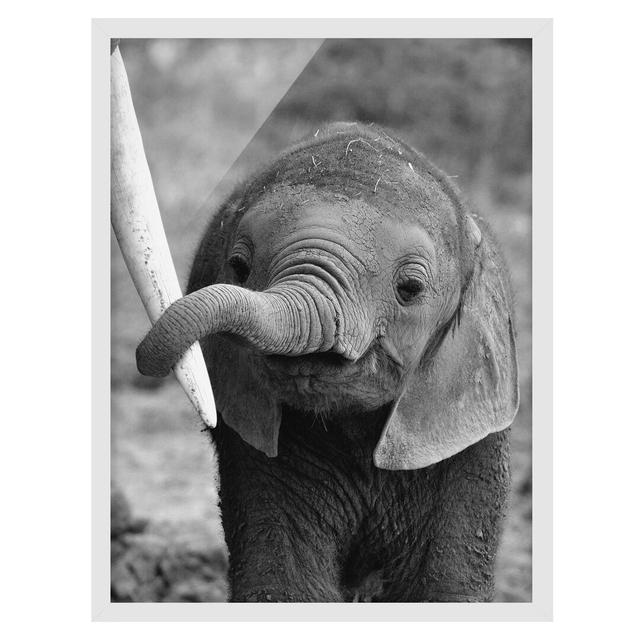 Baby Elephant - Picture Frame Graphic Art Latitude Vive Frame Option: White Framed, Size: 70cm H x 50cm W x 2cm D on Productcaster.