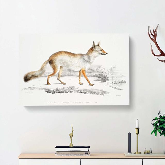 Bengal Fox by John Edward Gray - Wrapped Canvas Painting East Urban Home Size: 50cm H x 76cm W x 3cm D on Productcaster.