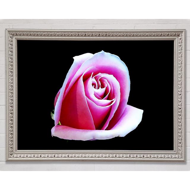 Pink Rose On White Framed Print Ebern Designs Size: 59.7cm H x 84.1cm W on Productcaster.