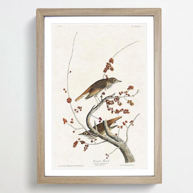 Hermit Thrush Birds by John Audubon - Picture Frame Painting Print East Urban Home Size: 65cm H x 48cm W x 2cm D, Frame Option: Oak Framed on Productcaster.