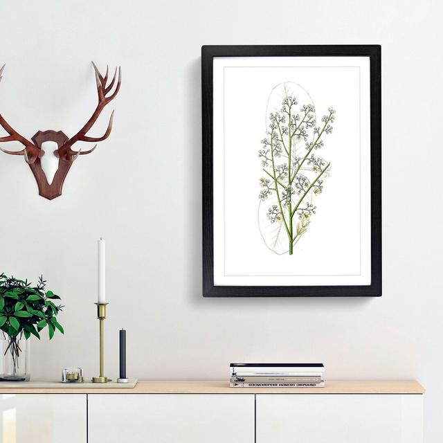 Mahogany Tree Flowers Illustration - Picture Frame Art Print East Urban Home Frame Option: Black Framed, Size: 65cm H x 48cm W x 2cm D on Productcaster.