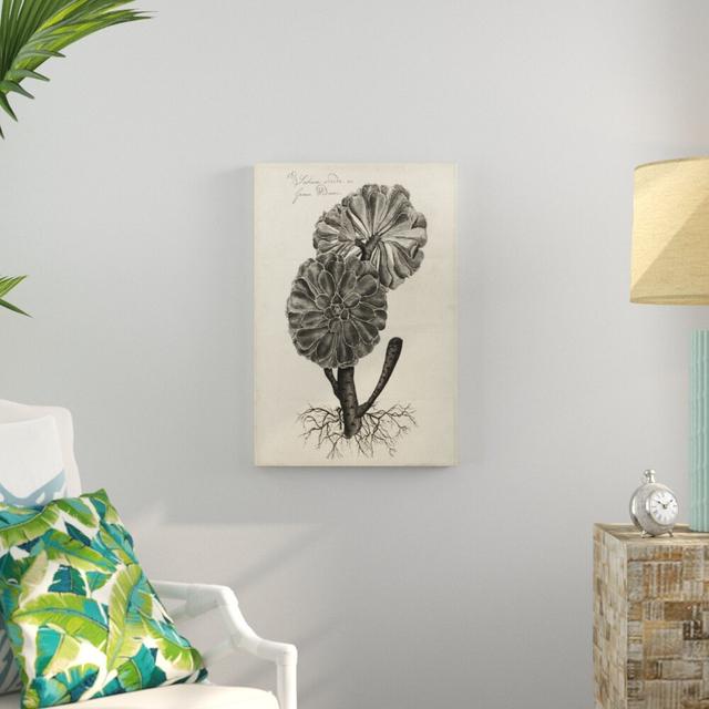 Thornton Succulents II by Robert J. Thornton - Wrapped Canvas Drawing Print Print Blue Elephant Size: 76cm H x 51cm W on Productcaster.