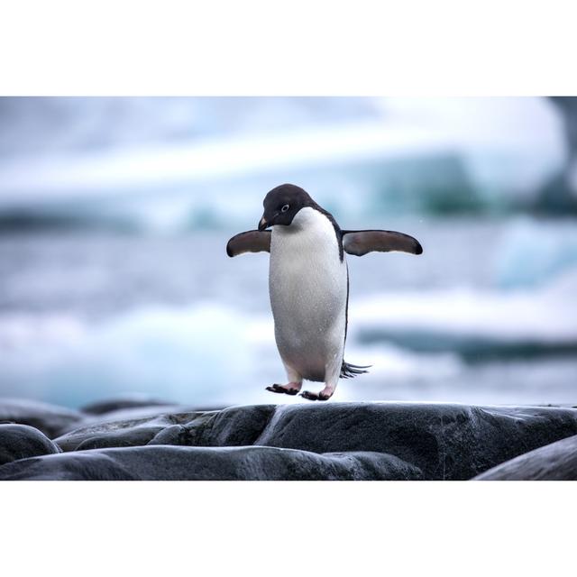 Antarctic Adelie Penguin - Wrapped Canvas Print 17 Stories Size: 20cm H x 30cm W x 3.8cm D on Productcaster.