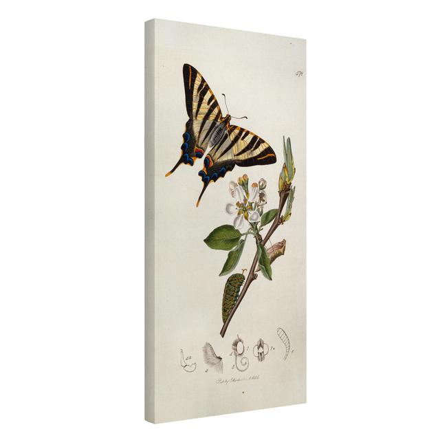 John Curtis - A rare swallowtail on a pear blossom - Wrapped Canvas Graphic Art August Grove Size: 60cm H x 30cm W, Format: 260g/m² canvas on Productcaster.