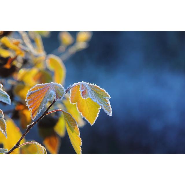 Dry Grass Hoarfrost by Pali137 - Wrapped Canvas Photograph 17 Stories Size: 51cm H x 76cm W on Productcaster.