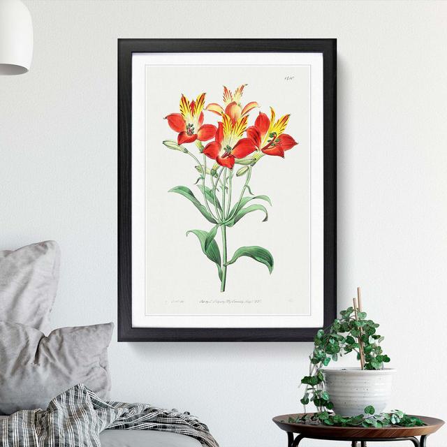 Red Peruvian Lily Flowers - Picture Frame Painting Print East Urban Home Frame Option: Black Framed, Size: 48cm H x 36cm W x 2cm D on Productcaster.