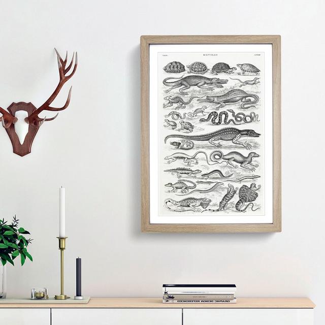 Study of Reptiles by Oliver Goldsmith - Picture Frame Drawing Print East Urban Home Size: 87cm H x 62cm W x 2cm D, Frame Option: Oak Framed on Productcaster.