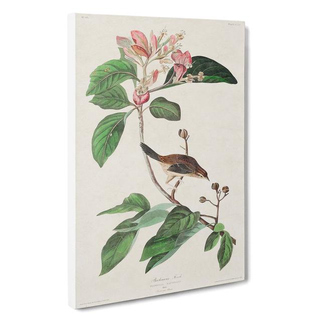 Bachmans Finch by John James Audubon - Wrapped Canvas Painting Print East Urban Home Size: 76cm H x 50cm W x 3cm D on Productcaster.