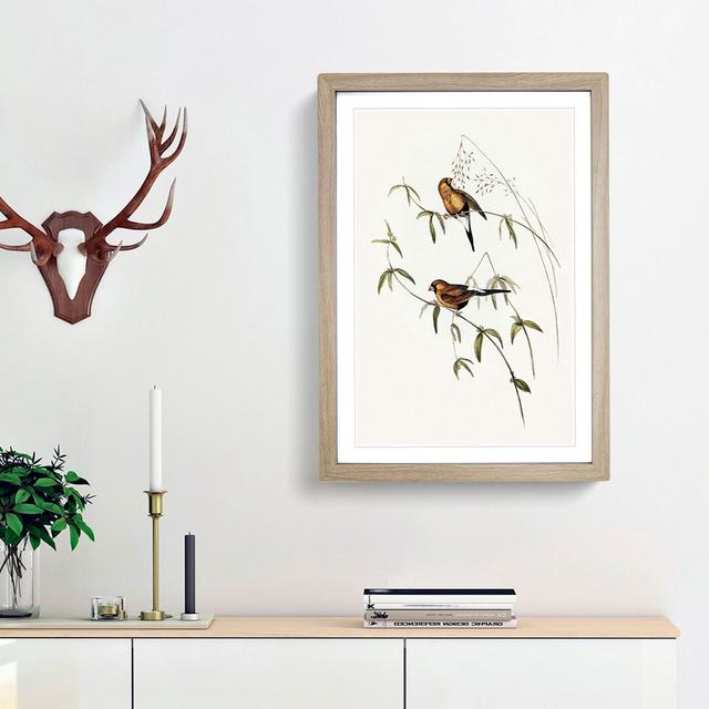 Masked Grass Finch by Elizabeth Gould - Picture Frame Painting Print East Urban Home Frame Option: Oak Framed, Size: 65cm H x 48cm W x 2cm D on Productcaster.