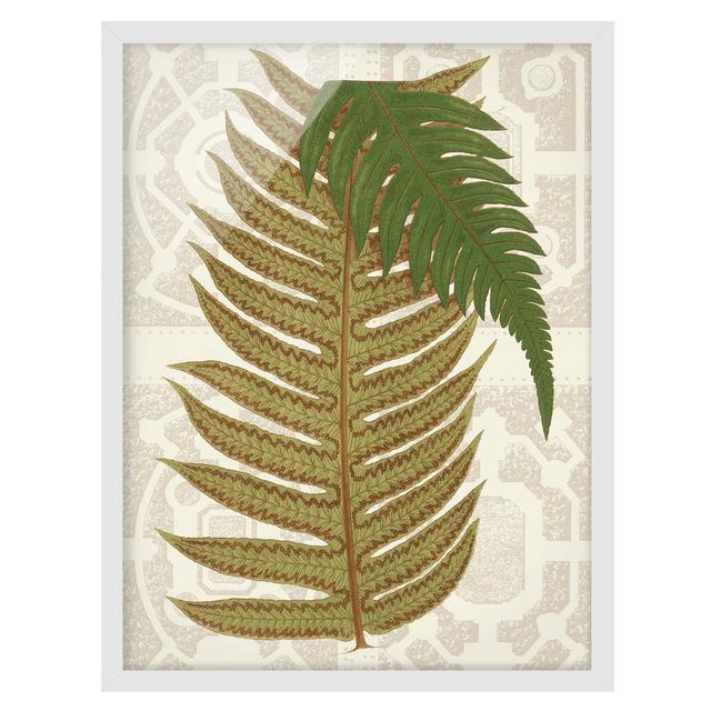 Ferns of the Garden II - Picture Frame Painting Bay Isle Home Frame Option: White Framed, Size: 55cm H x 40cm W x 2cm D on Productcaster.