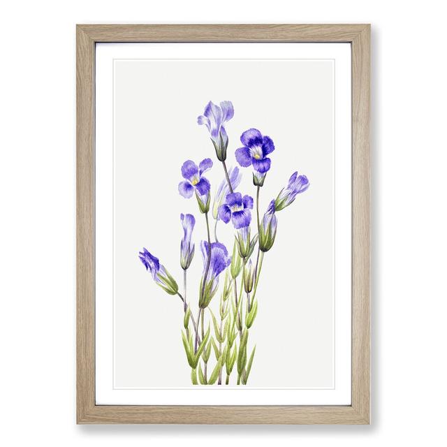 Fringed Gentian Vol.2 by Mary Vaux Walcott - Picture Frame Painting East Urban Home Size: 48cm H x 36cm W x 2cm D, Frame Option: Oak Framed on Productcaster.