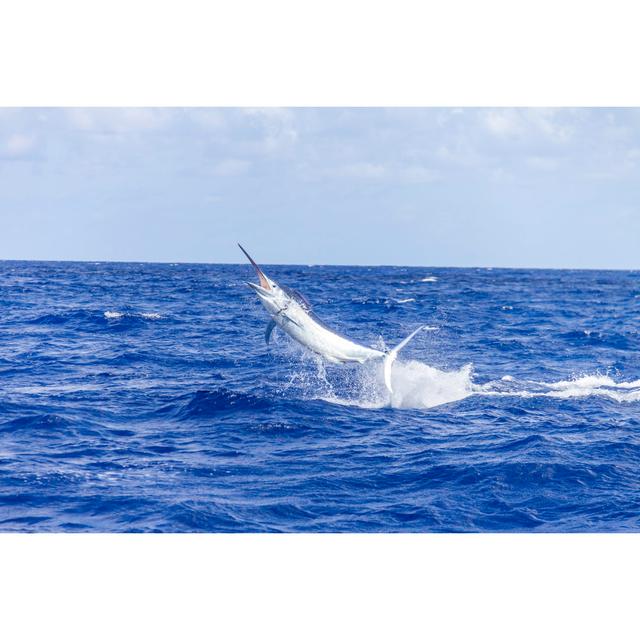 Beutiful Black Marlin Jumps Out Of The Water Highland Dunes Size: 81cm H x 122cm W x 3.8cm D on Productcaster.