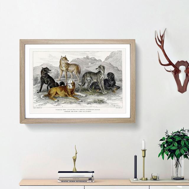 Wolves & Hounds by Oliver Goldsmith - Picture Frame Painting Print East Urban Home Frame Option: Oak Framed, Size: 48cm H x 65cm W x 2cm D on Productcaster.