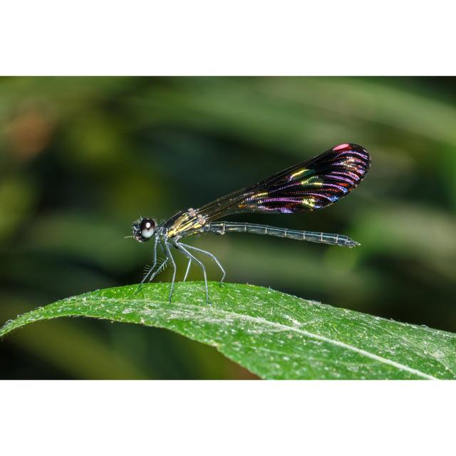 Dorrington Dragonfly by Ownza - Wrapped Canvas Print Latitude Run Size: 61cm H x 91cm W x 3.8cm D on Productcaster.