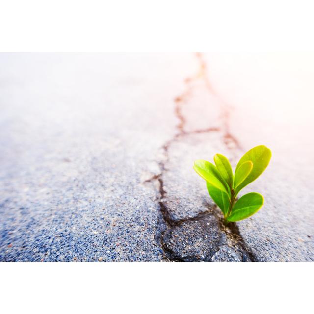 Fresh Plant Growing Out Of Concrete by Xijian - Wrapped Canvas Print 17 Stories Size: 20cm H x 30cm W x 3.8cm D on Productcaster.