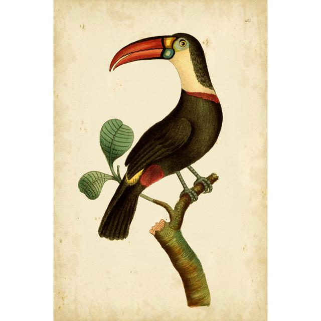 Nodder Tropical Bird Pl. 183 (A) by Frederick P. Nodder - Wrapped Canvas Art Prints 17 Stories Size: 3cm H x 20cm W on Productcaster.