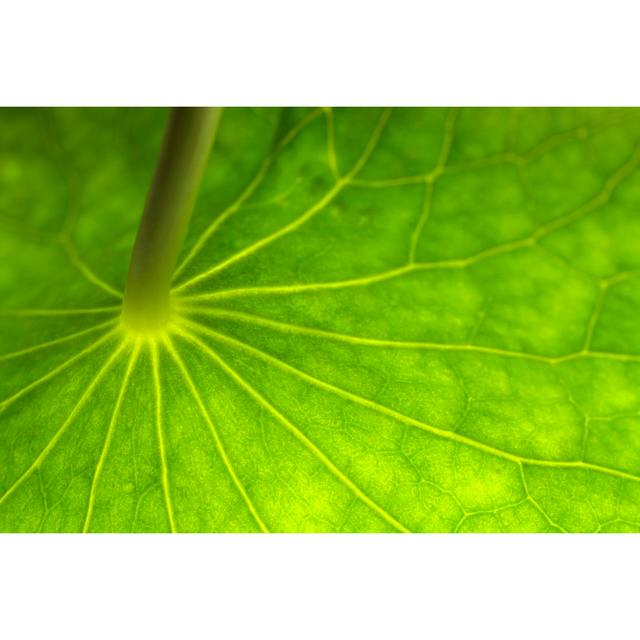 Underside Of Lily Pad Leaf by Adamdodd - No Frame Art Prints on Canvas 17 Stories Size: 20cm H x 30cm W on Productcaster.