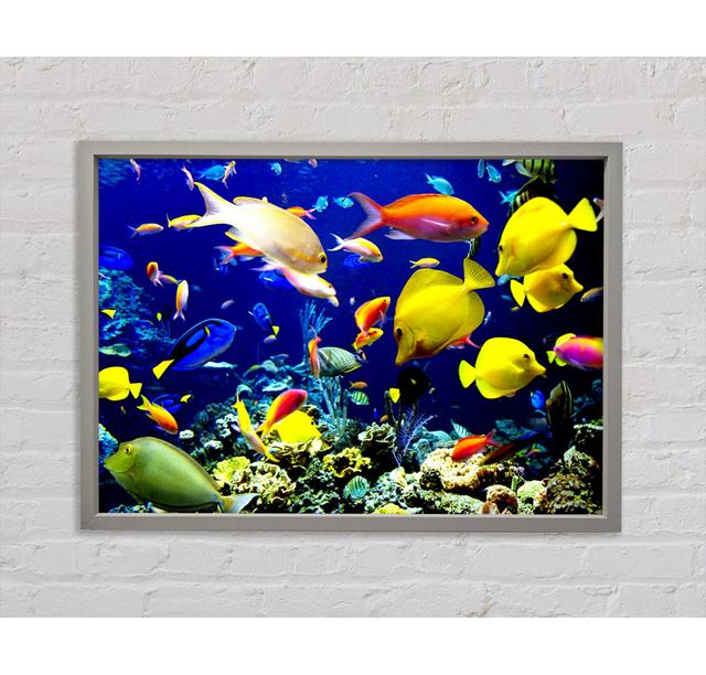 Tropische Fische unter Wasser - Druck Bright Star Größe: 59,7 cm H x 84,1 cm B x 3,3 cm T on Productcaster.