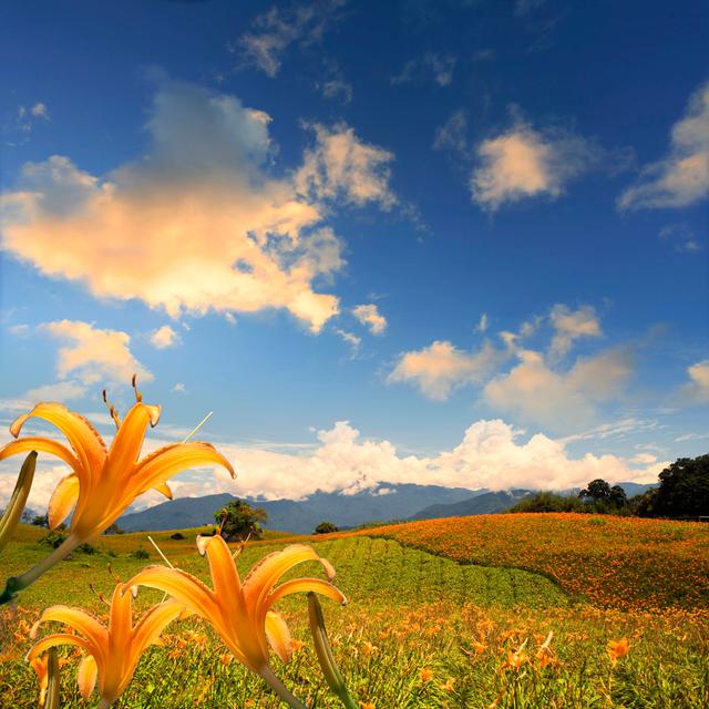 Clutier Daylily Flower - Wrapped Canvas Photograph Latitude Run Size: 91cm H x 91cm W x 3.8cm D on Productcaster.