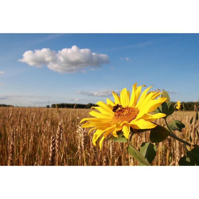 Anneri Sunflower by Grigorii_Pisotckii - Print Brambly Cottage Size: 61cm H x 91cm W x 3.8cm D on Productcaster.