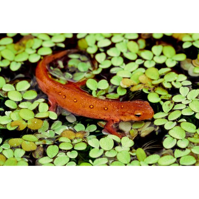 Newt In Pond by Mark Kostich - No Frame Art Prints on Canvas 17 Stories Size: 61cm H x 91cm W on Productcaster.